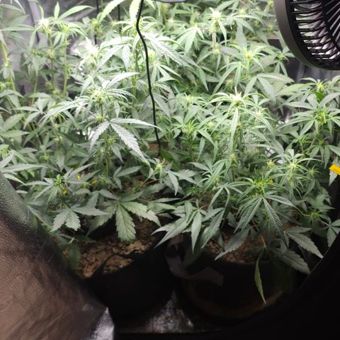 Mango Smile #3 growlog timeline photo