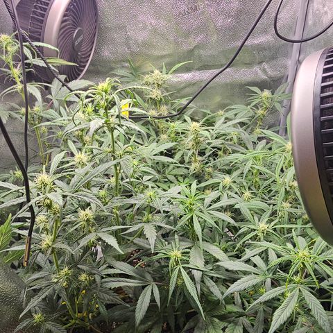 Mango Smile #3 growlog photo: Watered