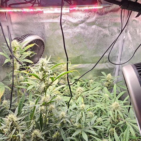 Mango Smile #3 growlog photo: Have some mild deficiencys going on but I think I'm nipping them in the bud. Watered with recharge. Smelling very citrus 