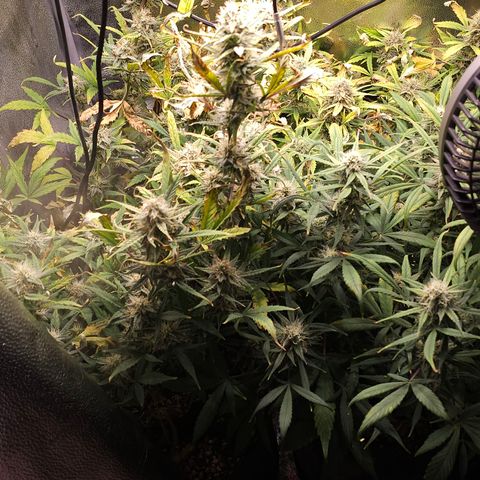 Mango Smile #3 growlog photo: Watered, fadding is rough in the plant in the back