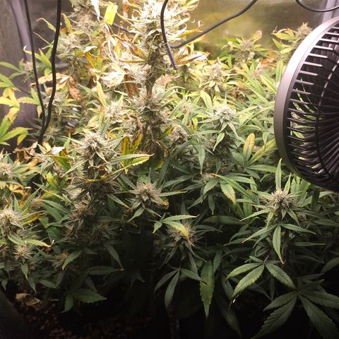 Mango Smile #3 growlog photo: Watered with from the stash, they got to be within 10 days or so. 