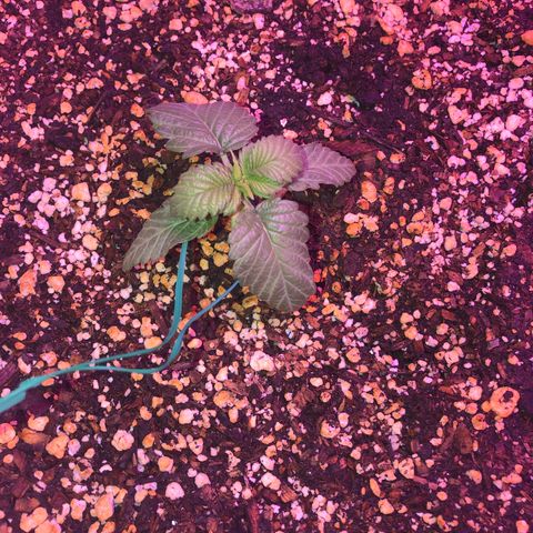 Unknown strain growlog timeline photo