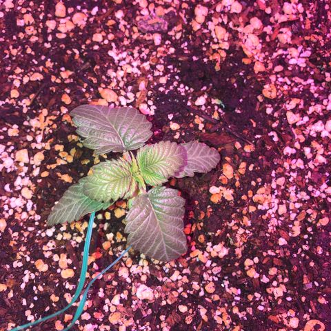 Unknown strain growlog timeline photo