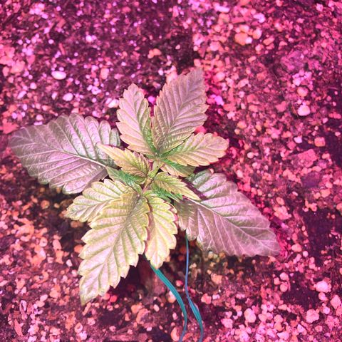 Unknown strain growlog timeline photo