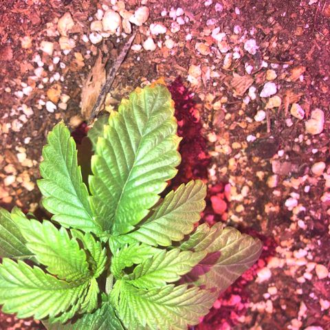 Unknown strain growlog photo: Looks like nute burn on edges of leaves. 