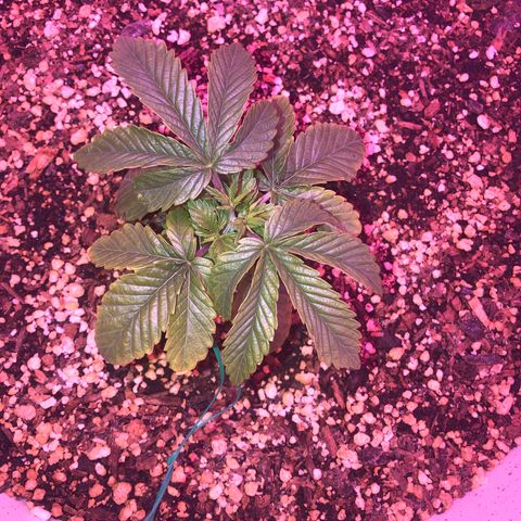 Unknown strain growlog timeline photo