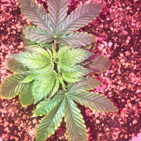Unknown strain growlog timeline photo