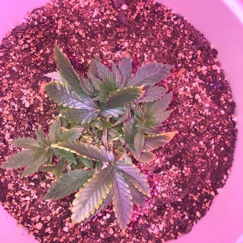 Unknown strain growlog timeline photo