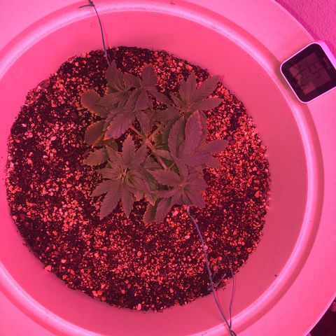 Unknown strain growlog timeline photo