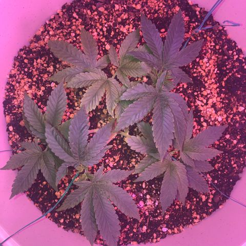 Unknown strain growlog timeline photo
