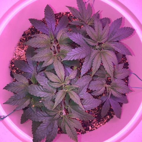 Unknown strain growlog timeline photo
