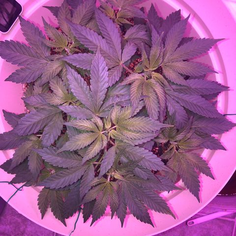 Unknown strain growlog timeline photo