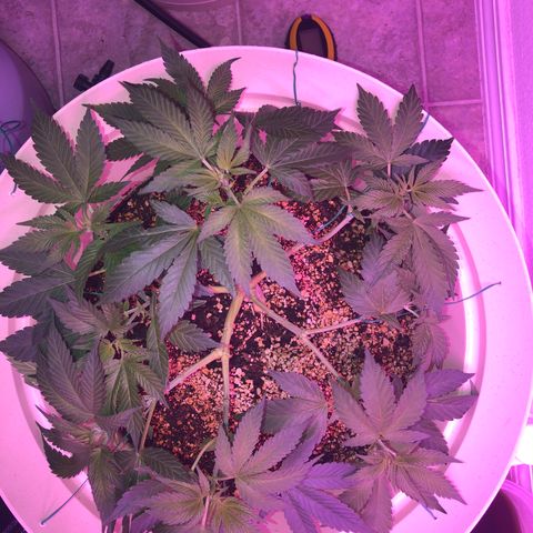 Unknown strain growlog timeline photo