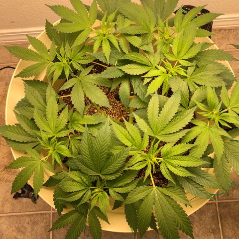 Unknown strain growlog timeline photo