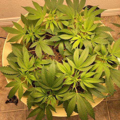 Unknown strain growlog timeline photo