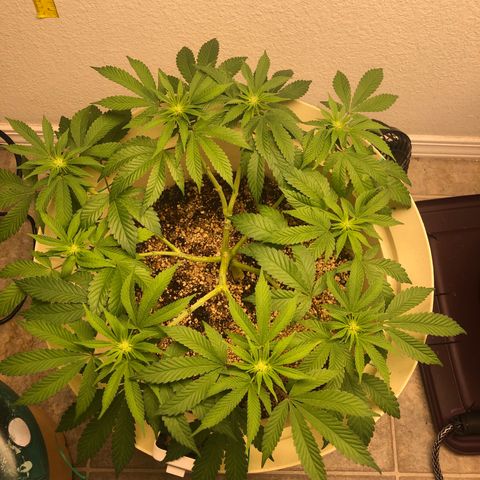 Unknown strain growlog timeline photo