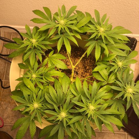 Unknown strain growlog timeline photo
