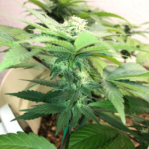Unknown strain growlog timeline photo