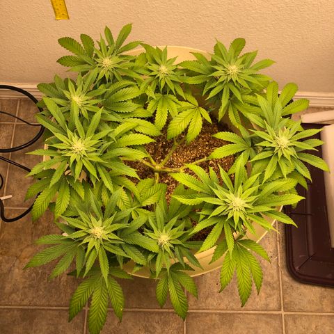 Unknown strain growlog timeline photo