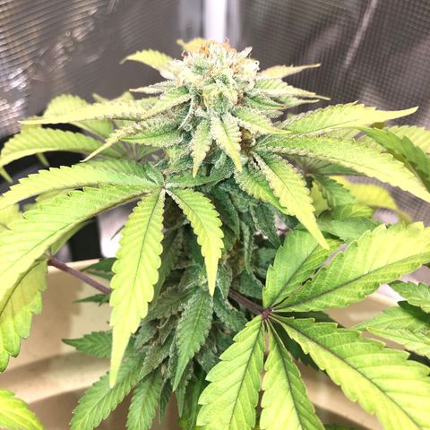 Unknown strain growlog timeline photo