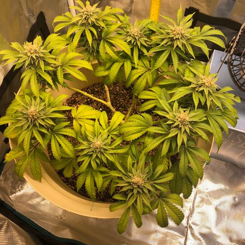 Unknown strain growlog timeline photo