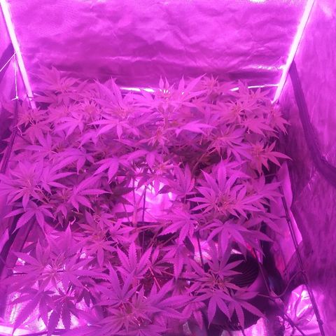 Bruce Banger growlog timeline photo