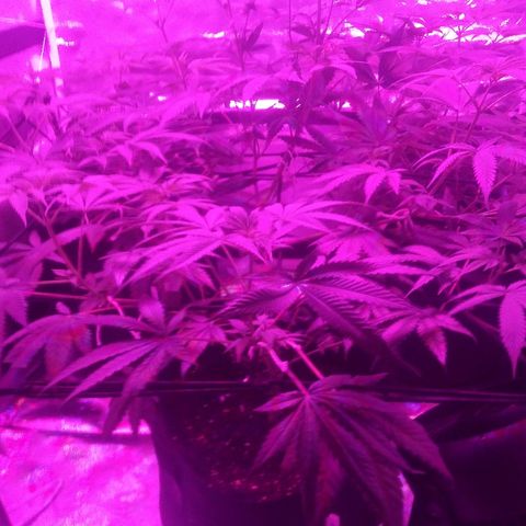 Bruce Banger growlog timeline photo