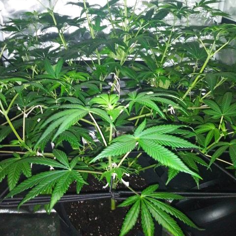 Bruce Banger growlog timeline photo