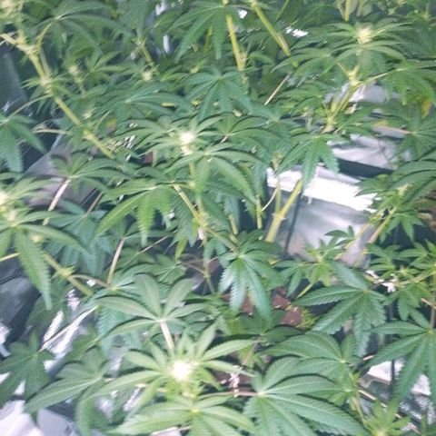 Bruce Banger growlog timeline photo