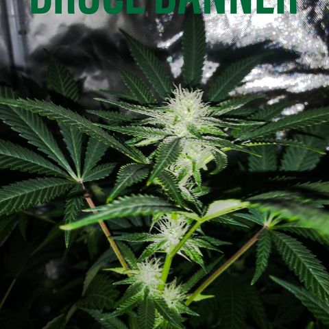 Bruce Banger growlog timeline photo