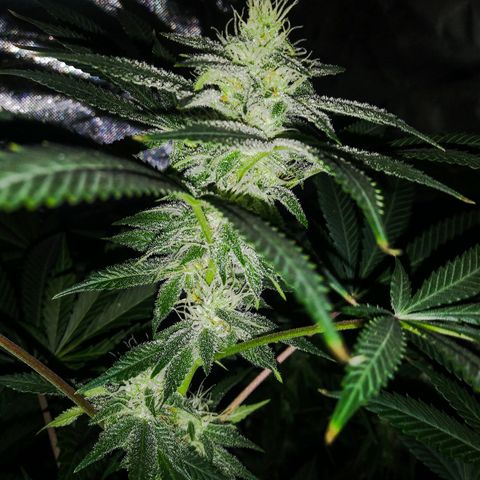 Bruce Banger growlog timeline photo