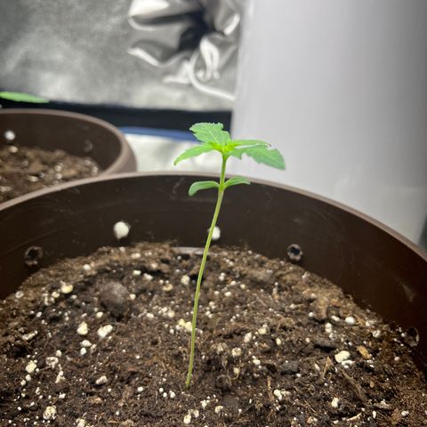HulkBerry Automatic growlog timeline photo