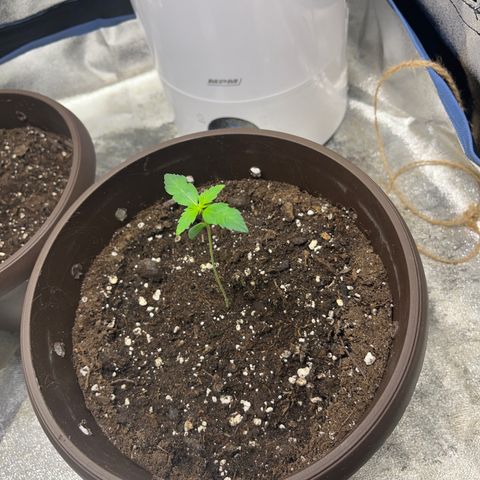 HulkBerry Automatic growlog timeline photo