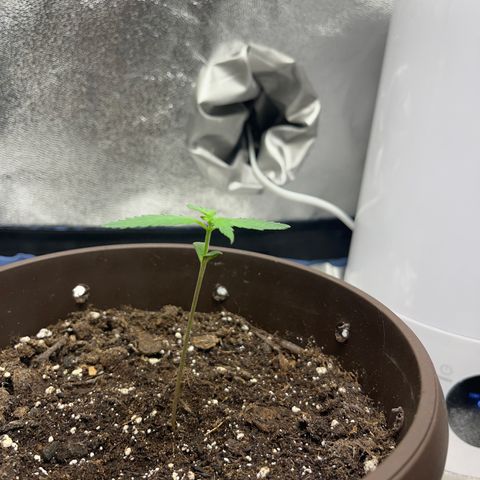 Diesel Automatic growlog timeline photo