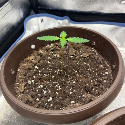 Diesel Automatic growlog timeline photo