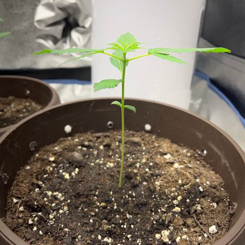 HulkBerry Automatic growlog timeline photo