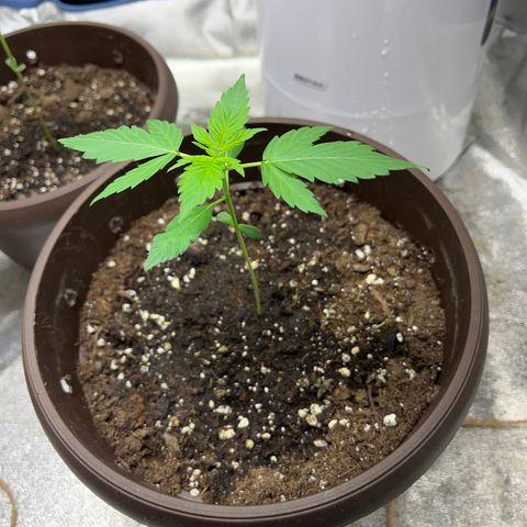 HulkBerry Automatic growlog timeline photo