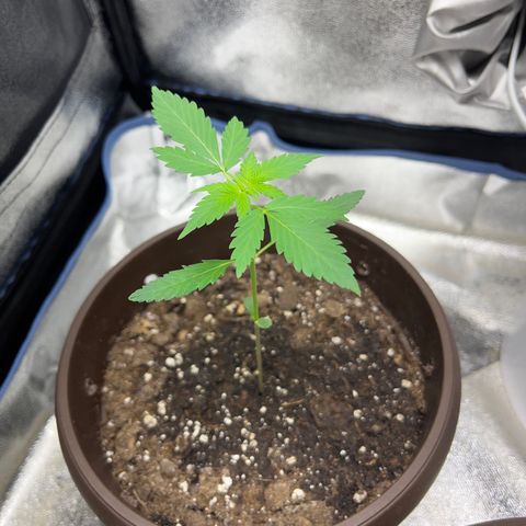 Diesel Automatic growlog timeline photo