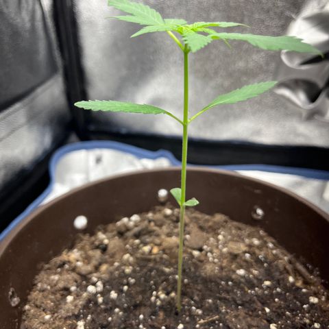 Diesel Automatic growlog timeline photo