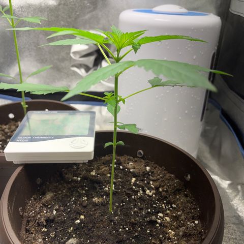 HulkBerry Automatic growlog timeline photo