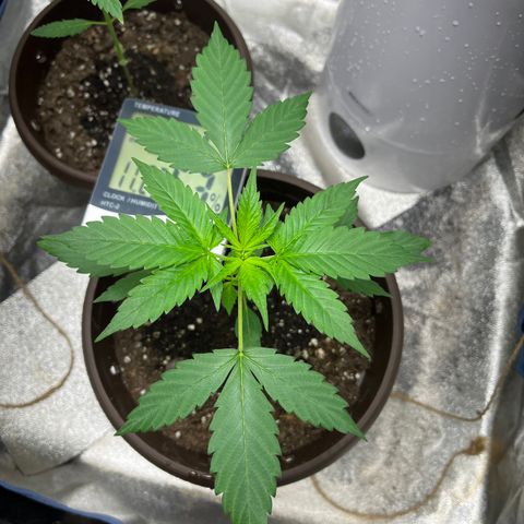 HulkBerry Automatic growlog timeline photo