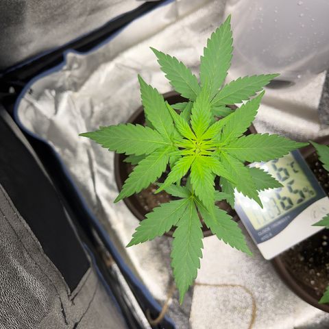 Diesel Automatic growlog timeline photo