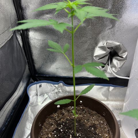 Diesel Automatic growlog timeline photo