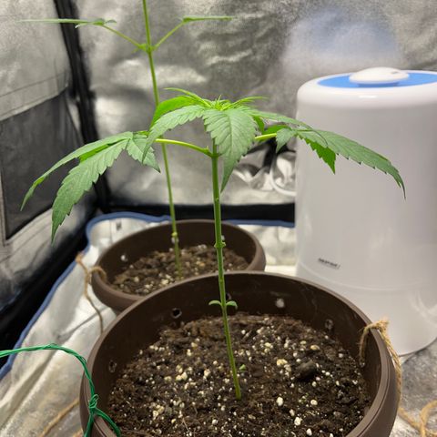 HulkBerry Automatic growlog timeline photo