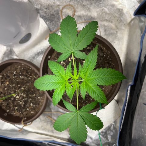 HulkBerry Automatic growlog timeline photo