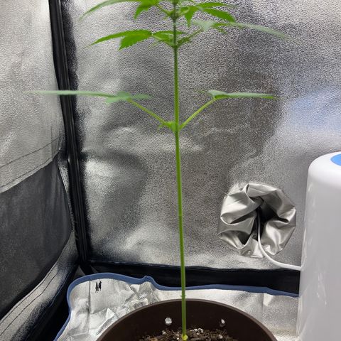 Diesel Automatic growlog timeline photo