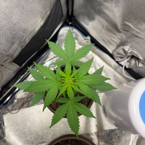 Diesel Automatic growlog timeline photo
