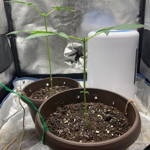 HulkBerry Automatic growlog timeline photo