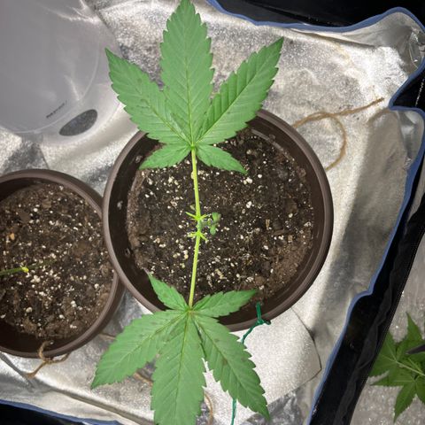 HulkBerry Automatic growlog timeline photo