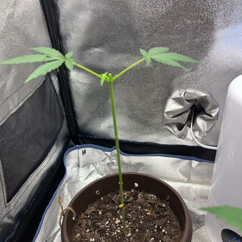 Diesel Automatic growlog timeline photo